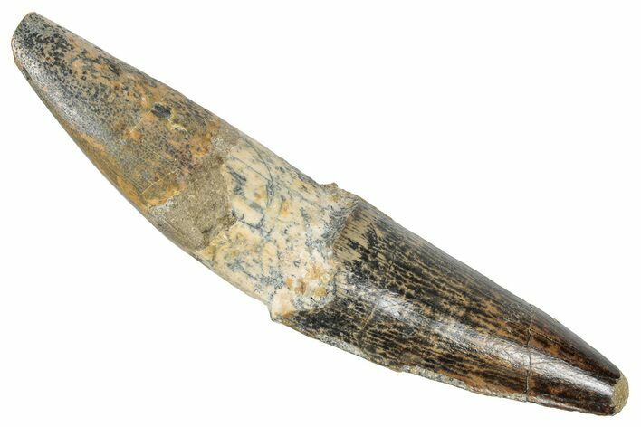 Bargain, Fossil Spinosaurus Tooth - Real Dinosaur Tooth #348596